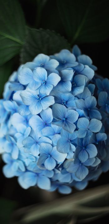 Обои 1440x2960 голубые цветы