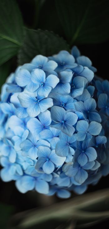 Обои 1080x2280 голубые цветы