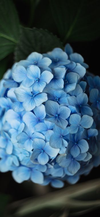 Обои 1242x2688 голубые цветы