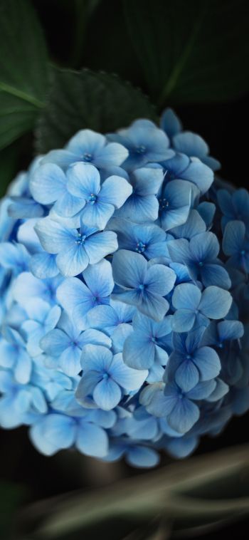 Обои 1080x2340 голубые цветы