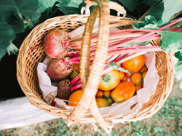 vegetables from the garden Wallpaper 800x600