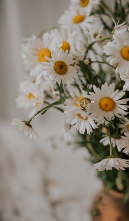 bouquet of daisies Wallpaper 600x1024