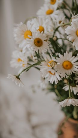 bouquet of daisies Wallpaper 640x1136