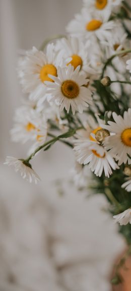 bouquet of daisies Wallpaper 1440x3200