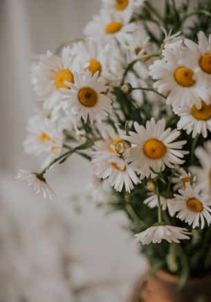 bouquet of daisies Wallpaper 1668x2388