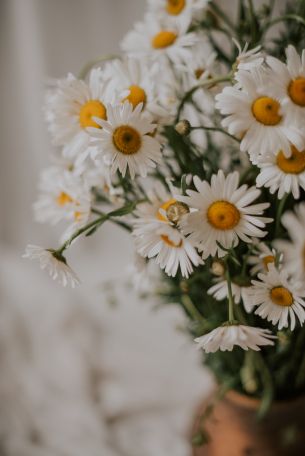 bouquet of daisies Wallpaper 3923x5877