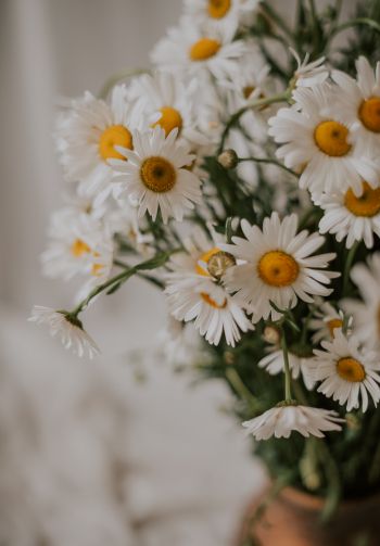bouquet of daisies Wallpaper 1640x2360