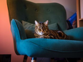 cat lies in a chair Wallpaper 1024x768
