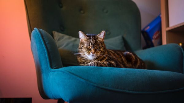 cat lies in a chair Wallpaper 1600x900