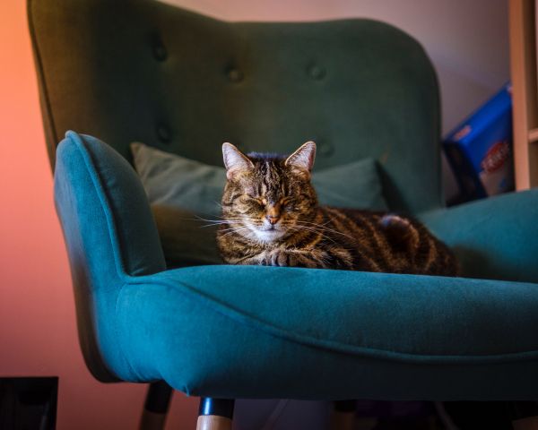 cat lies in a chair Wallpaper 1280x1024