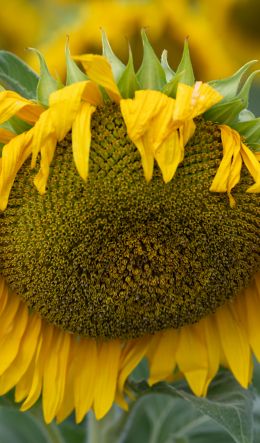 sunflower, flower Wallpaper 600x1024