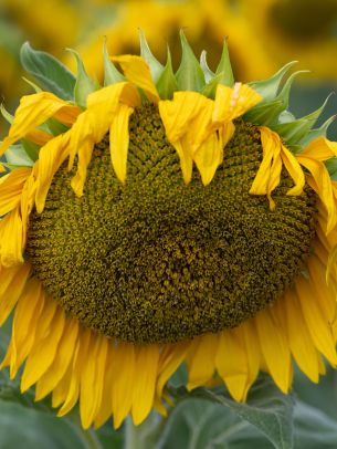 sunflower, flower Wallpaper 1620x2160