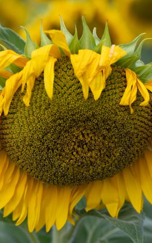 sunflower, flower Wallpaper 800x1280