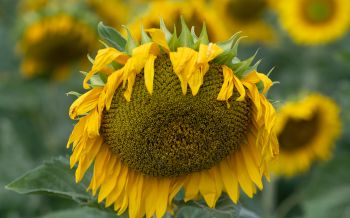 sunflower, flower Wallpaper 2560x1600