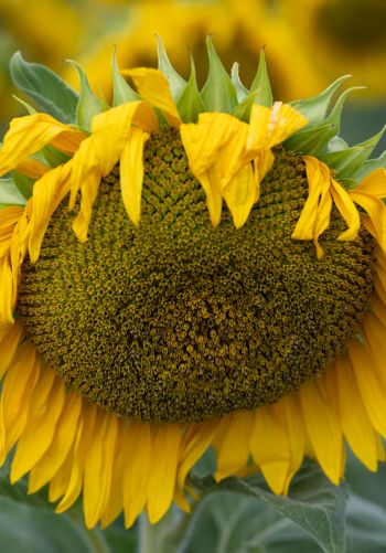 sunflower, flower Wallpaper 1668x2388
