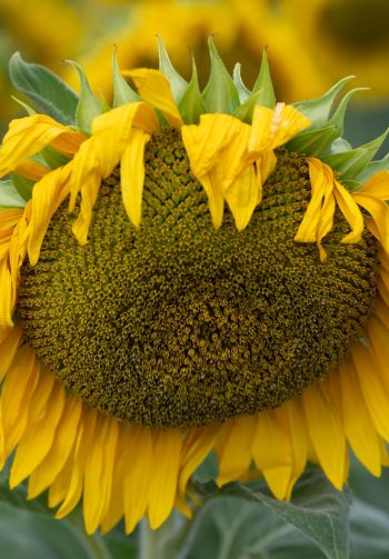 sunflower, flower Wallpaper 1640x2360