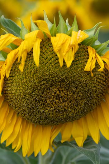 sunflower, flower Wallpaper 640x960