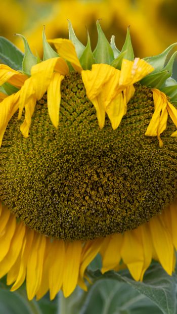 sunflower, flower Wallpaper 640x1136