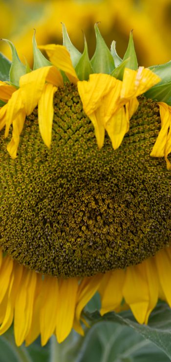 sunflower, flower Wallpaper 1080x2280