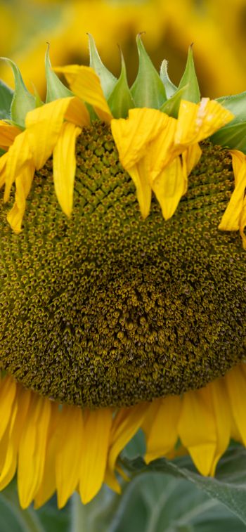 sunflower, flower Wallpaper 828x1792