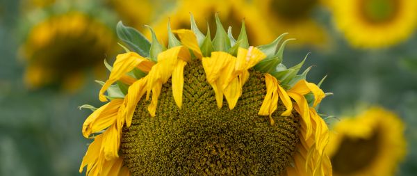 sunflower, flower Wallpaper 2560x1080