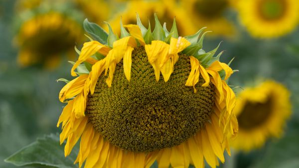 sunflower, flower Wallpaper 3840x2160