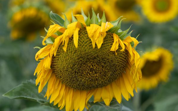 sunflower, flower Wallpaper 2560x1600