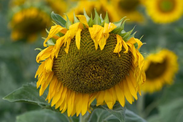 sunflower, flower Wallpaper 6048x4024