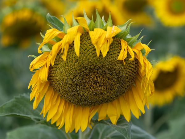 sunflower, flower Wallpaper 1024x768