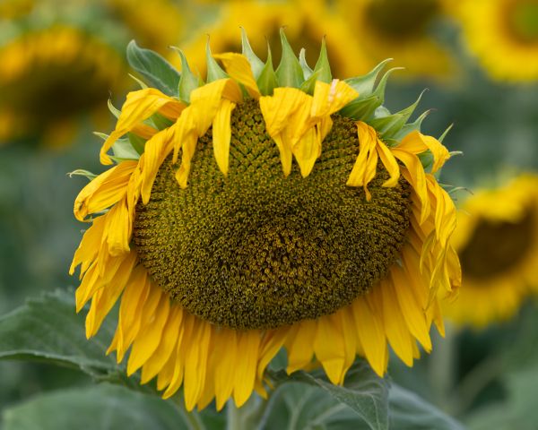 sunflower, flower Wallpaper 1280x1024