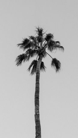 palm springs, California, USA Wallpaper 640x1136
