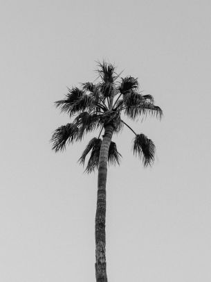 palm springs, California, USA Wallpaper 1668x2224