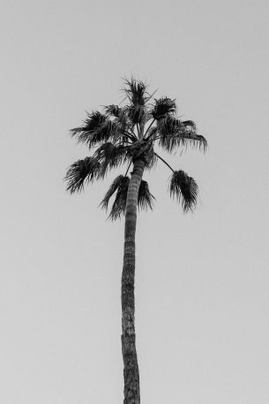 palm springs, California, USA Wallpaper 2400x3600
