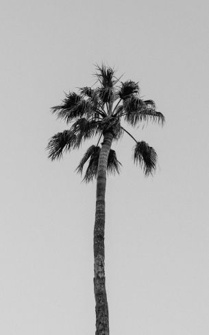 palm springs, California, USA Wallpaper 1600x2560