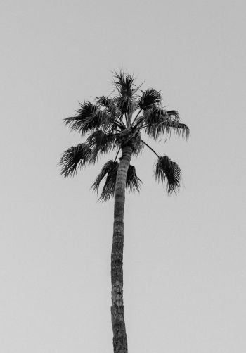 palm springs, California, USA Wallpaper 1668x2388