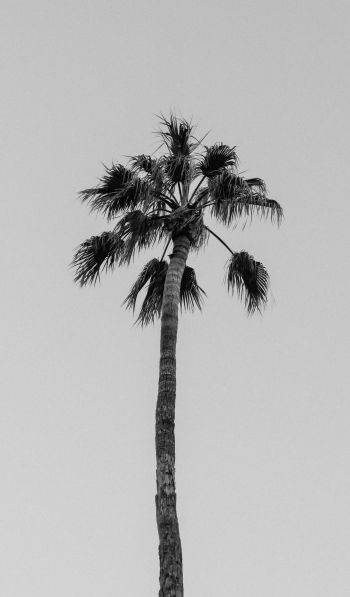 palm springs, California, USA Wallpaper 600x1024