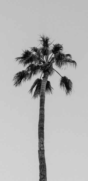 palm springs, California, USA Wallpaper 1080x2220