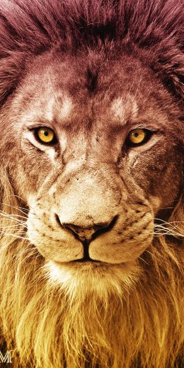 lion, predator, wildlife Wallpaper 720x1440