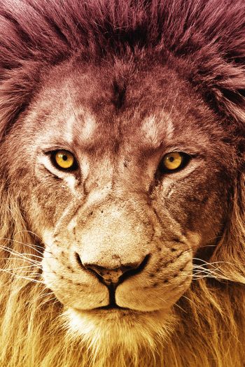 lion, predator, wildlife Wallpaper 640x960