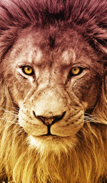 lion, predator, wildlife Wallpaper 600x1024