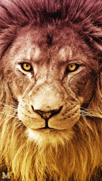 lion, predator, wildlife Wallpaper 720x1280