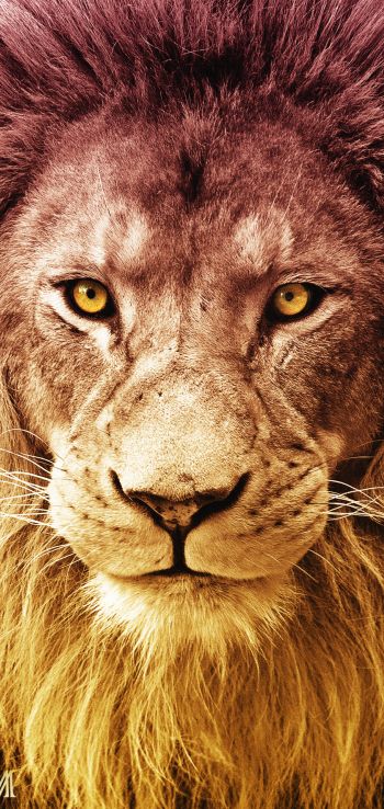lion, predator, wildlife Wallpaper 720x1520