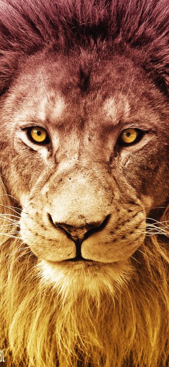 lion, predator, wildlife Wallpaper 828x1792