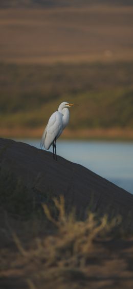 seagull, bird Wallpaper 1080x2340