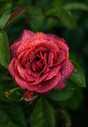 pink roses Wallpaper 1640x2360