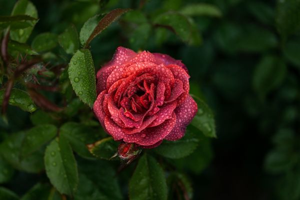 Обои 3888x2592 розовые розы