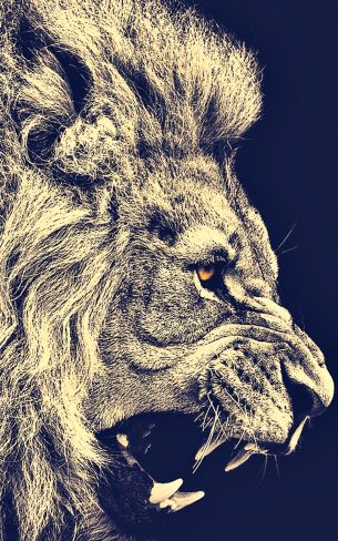 lion, predator, grin Wallpaper 800x1280