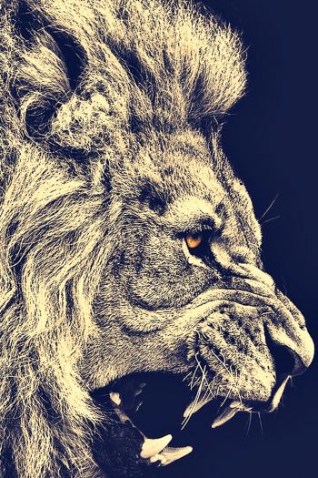 lion, predator, grin Wallpaper 640x960