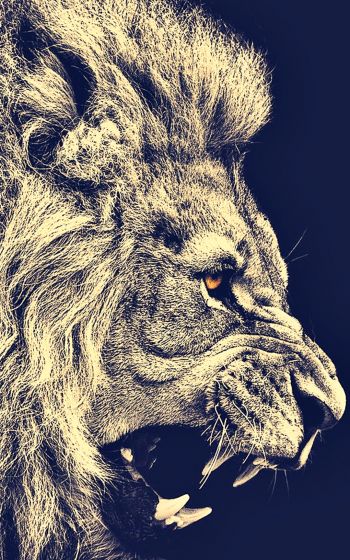 lion, predator, grin Wallpaper 800x1280