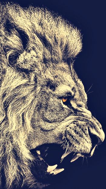 lion, predator, grin Wallpaper 640x1136